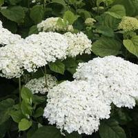 hydrangea arborescens strong annabelle large plant 1 x 10 litre potted ...