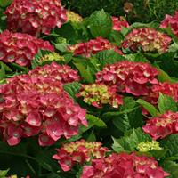 Hydrangea macrophylla \'Ruby Rocks\' - 1 x 9.5cm potted hydrangea plant