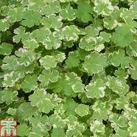 hydrocotyle sibthorpioides variegata oxygenating aquatic 1 x 9cm potte ...