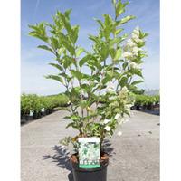 Hydrangea paniculata \'Kyushu\' (Large Plant) - 1 x 10 litre potted hydrangea plant