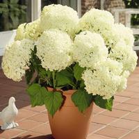 Hydrangea arborescens \'Annabelle\' (Large Plant) - 3 x 10 litre potted hydrangea plants