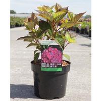 Hydrangea serrata Preziosa\' (Large Plant) - 2 x 3.6 litre potted hydrangea plants