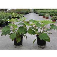 Hydrangea quercifolia (Large Plant) - 2 x 3 litre potted hydrangea plants