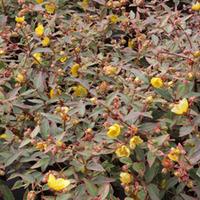 Hypericum x moserianum \'Tricolor\' (Large Plant) - 2 x 3.6 litre potted hypericum plants