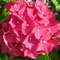 Hydrangea macrophylla \'Leuchtfeuer\' (Large Plant) - 2 x 3.6 litre potted hydrangea plants