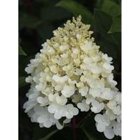 hydrangea paniculata silver dollar large plant 2 x 36 litre potted hyd ...