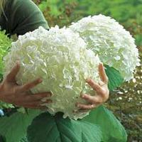 hydrangea arborescens strong annabelle large plant 1 x 5 litre potted  ...
