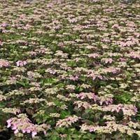 hydrangea macrophylla endless summer twist shout large plant 2 x 15 li ...