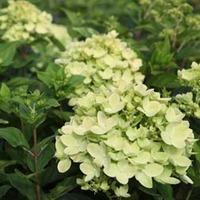 Hydrangea paniculata \'Little Lime\' (Large Plant) - 2 x 3.5 litre potted hydrangea plants