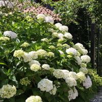 Hydrangea macrophylla \'Soeur Therese\' (Large Plant) - 2 x 10 litre potted hydrangea plants