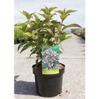 Hydrangea serrata \'Intermedia\' (Acuminata) (Large Plant) - 2 x 3.6 litre potted hydrangea plants