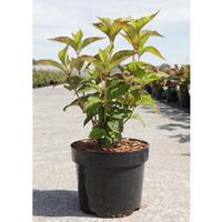 Hydrangea serrata \'Avelroz\' (Large Plant) - 2 x 3.6 litre potted hydrangea plants