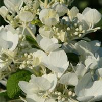 Hydrangea paniculata \'White Diamonds First Edition\' (Large Plant) - 2 x 3.6 litre potted hydrangea plants