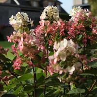 Hydrangea paniculata \'Mega Mindy\' (Large Plant) - 2 x 3.6 litre potted hydrangea plants