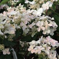 Hydrangea paniculata \'Early Sensation\' (Large Plant) - 2 x 3.6 litre potted hydrangea plants