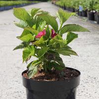 Hydrangea macrophylla \'Rotschwanz\' (Large Plant) - 2 x 3.6 litre potted hydrangea plants