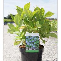 Hydrangea macrophylla \'Nikko Blue\' (Large Plant) - 2 x 3.6 litre potted hydrangea plants