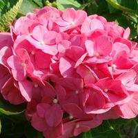 Hydrangea macrophylla \'King George V\' (Large Plant) - 2 x 3.6 litre potted hydrangea plants