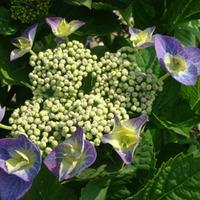 Hydrangea macrophylla \'Blaumeise\' (Teller Blue) (Large Plant) - 2 x 3.6 litre potted hydrangea plants