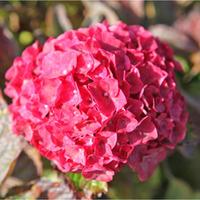 hydrangea macrophylla glowing embers large plant 2 x 36 litre potted h ...