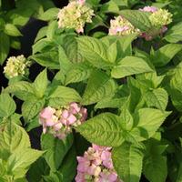 hydrangea macrophylla rosita large plant 2 x 10 litre potted hydrangea ...