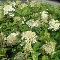 Hydrangea paniculata \'Phantom\' (Large Plant) - 2 x 3.6 litre potted hydrangea plants