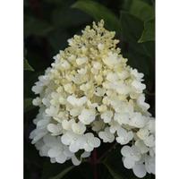 hydrangea paniculata silver dollar large plant 1 x 36 litre potted hyd ...