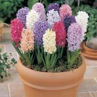 Hyacinth \'Breeder\'s Selection\' - 8 hyacinth bulbs