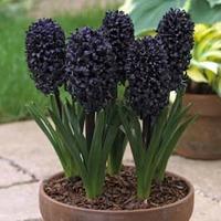 Hyacinth \'Midnight Mystic\'® - 8 hyacinth bulbs