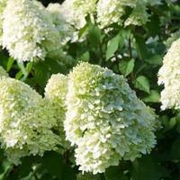 hydrangea paniculata limelight large plant 2 x 10 litre potted hydrang ...
