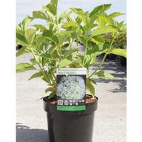 Hydrangea macrophylla \'Mme E. Mouillere\' (Large Plant) - 1 x 3.6 litre potted hydrangea plant