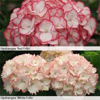 Hydrangea \'Frills\' Duo - 1 hydrangea \'Red Frills\' Powerliner plant