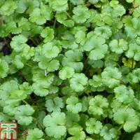 Hydrocotyle novae-zeelandiae (Oxygenating Aquatic) - 1 x 9cm potted hydrocotyle plant