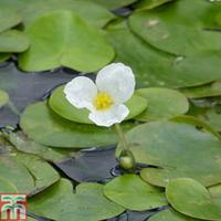 Hydrocharis morsus ranae (Floating Aquatic) - 5 small floating hydrocharis plants