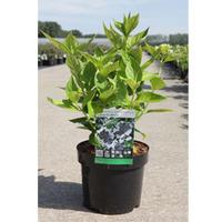 Hydrangea macrophylla \'Lanarth White\' (Large Plant) - 2 x 3.6 litre potted hydrangea plants