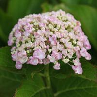 Hydrangea macrophylla \'Ayesha\' (Large Plant) - 2 x 3.6 litre potted hydrangea plants