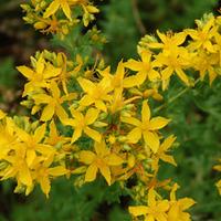 Hypericum perforatum (Large Plant) - 2 x 1 litre potted hypericum plants