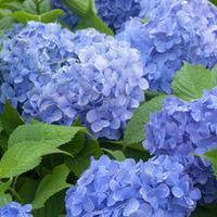 hydrangea macrophylla blue danube large plant 2 x 10 litre potted hydr ...
