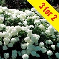 Hydrangea Annabelle 3 Plants 9cm Pot