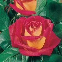 hybrid tea rose piccadilly 2 plants 3 litre