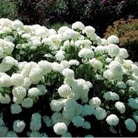 Hydrangea Annabelle 1 Plant 9cm Pot