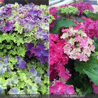 Hydrangea macrophylla \'Curly Duo\' - 2 hydrangea plants in 9.5cm pots - 1 of each variety