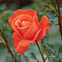 hybrid tea rose alexander 1 plant 3 litre