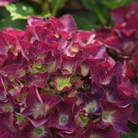 Hydrangea macrophylla \'Ruby Rocks\' - 2 hydrangea plants in 9.5cm pots