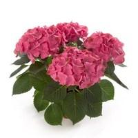 hydrangea saxon medium gr252nes gew246lbe 1 plant 9cm pot