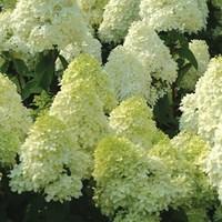 Hydrangea Limelight 1 Plant 3 litre