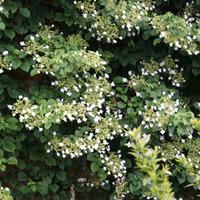 Hydrangea petiolaris (Large Plant) - 1 plant in 2 litre pot