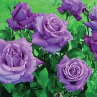 Hybrid Tea Rose Waltztime 1 Plant 3 Litre