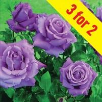 hybrid tea rose waltztime 3 plants 3 litre