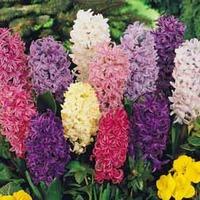 Hyacinth \'Pagoda Mix\' - 50 hyacinth bulbs